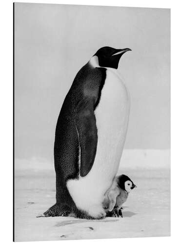 Stampa su alluminio Emperor Penguin With its Chick