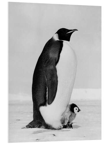 Foam board print Emperor Penguin With its Chick