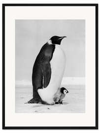 Gerahmter Kunstdruck Kaiserpinguin mit Küken