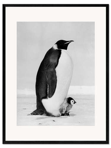 Impression artistique encadrée Emperor Penguin With its Chick