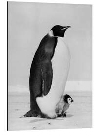 Magnettafel Kaiserpinguin mit Küken