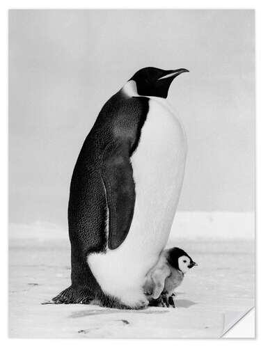 Naklejka na ścianę Emperor Penguin With its Chick