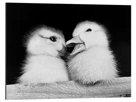 Aluminium print Two Ducklings