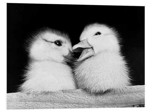 PVC print Two Ducklings