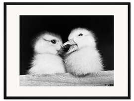 Gerahmter Kunstdruck Zwei Entenküken