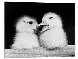 Gallery print Two Ducklings