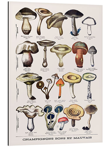 Tableau en aluminium Botanical Plate I "Good and Bad Mushrooms", c.1900