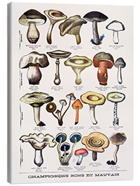 Stampa su tela Botanical Plate I &quot;Good and Bad Mushrooms&quot;, c.1900