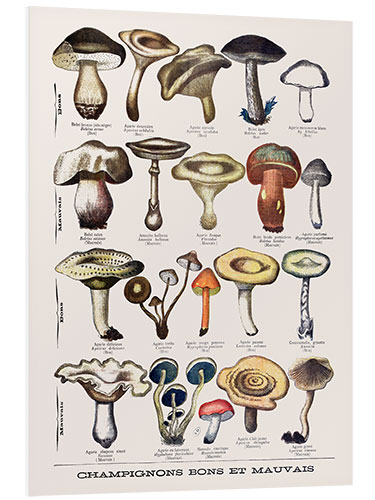 Foam board print Botanical Plate I "Good and Bad Mushrooms", c.1900