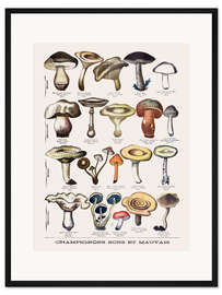 Gerahmter Kunstdruck Botanische Tafel I "Speise- und Giftpilze", um 1900