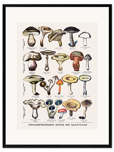 Framed art print Botanical Plate I "Good and Bad Mushrooms", c.1900