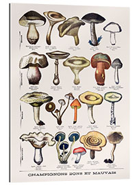 Gallery print Botanical Plate I &quot;Good and Bad Mushrooms&quot;, c.1900