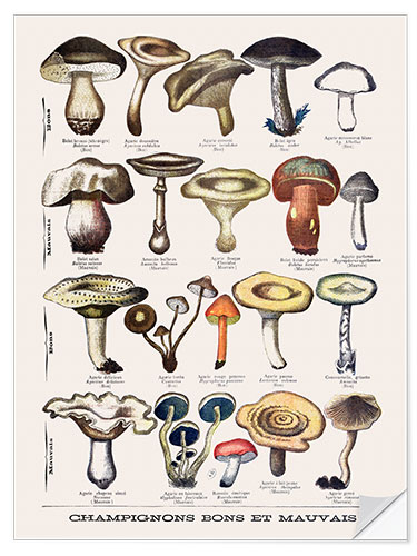 Naklejka na ścianę Botanical Plate I "Good and Bad Mushrooms", c.1900