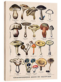 Wood print Botanical Plate I &quot;Good and Bad Mushrooms&quot;, c.1900