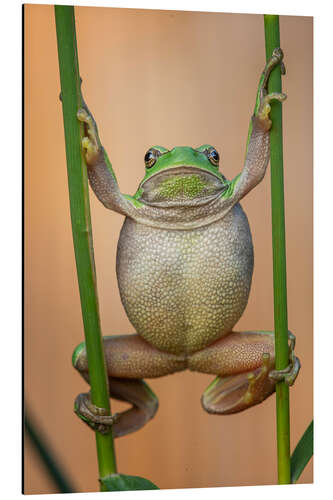 Aluminium print European Tree Frog (Hyla arborea)