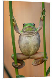 Aluminiumtavla European Tree Frog (Hyla arborea)