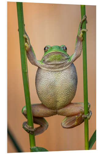 Hartschaumbild Europäischer Laubfrosch (Hyla arborea)