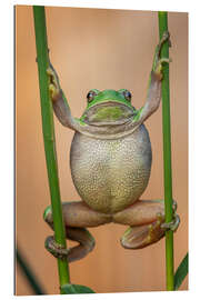 Galleritryk European Tree Frog (Hyla arborea)