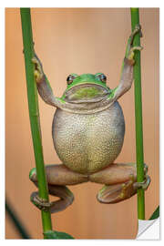 Selvklebende plakat European Tree Frog (Hyla arborea)