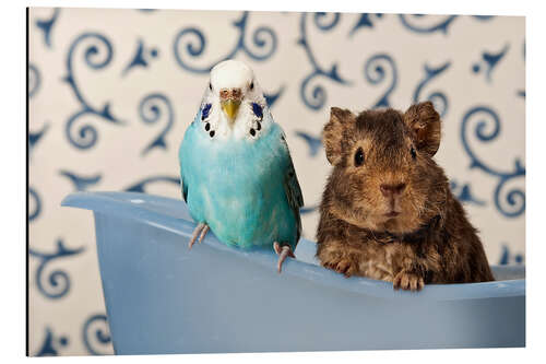 Aluminium print Blue Budgie and Teddy Guinea Pig