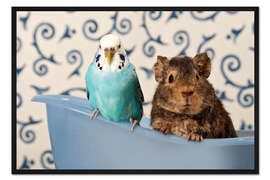 Gerahmter Kunstdruck Wellensittich und Meerschweinchen