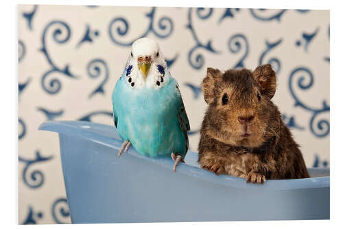 Foam board print Blue Budgie and Teddy Guinea Pig