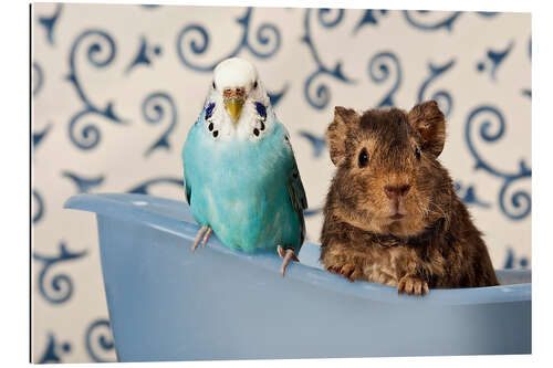 Galleriprint Blue Budgie and Teddy Guinea Pig