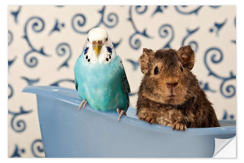 Selvklebende plakat Blue Budgie and Teddy Guinea Pig