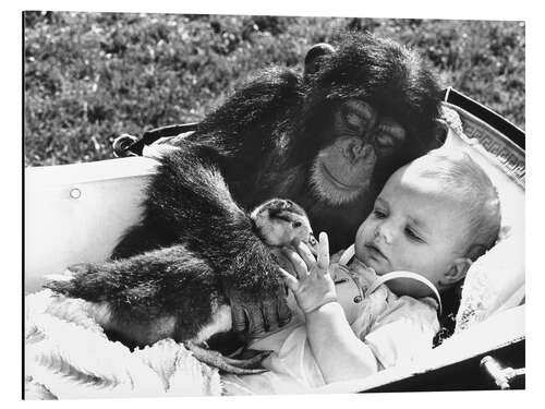 Alumiinitaulu Chimpanzee Cuddles With a Baby and a Duck