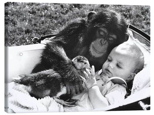 Canvastavla Chimpanzee Cuddles With a Baby and a Duck