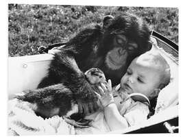 Foam board print Chimpanzee Cuddles With a Baby and a Duck