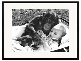 Plakat artystyczny premium w ramie Chimpanzee Cuddles With a Baby and a Duck