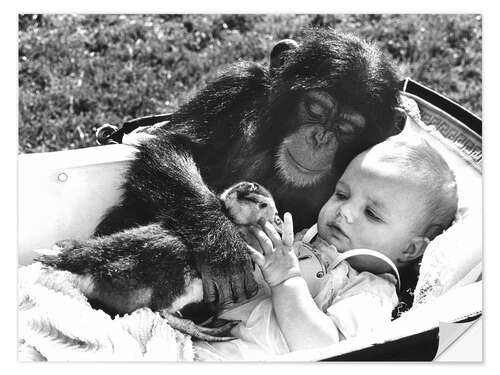 Naklejka na ścianę Chimpanzee Cuddles With a Baby and a Duck