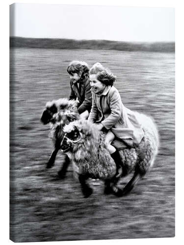 Lienzo Racing on Sheep