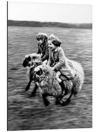 Magnettafel Wettrennen auf Schafen