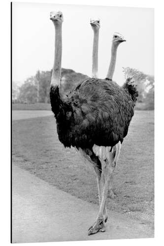 Aluminiumsbilde Ostrich With Three Heads