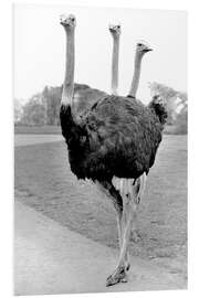 Foam board print Ostrich With Three Heads