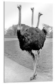 Galleritryk Ostrich With Three Heads