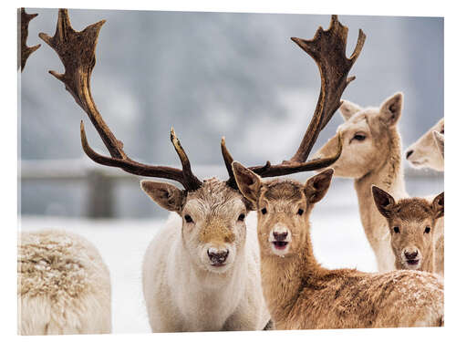 Tableau en verre acrylique White Fallow Deer in the Snow