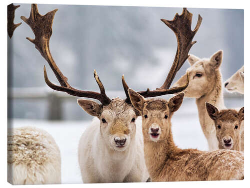 Canvas-taulu White Fallow Deer in the Snow