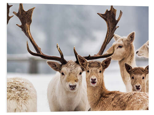 PVC print White Fallow Deer in the Snow