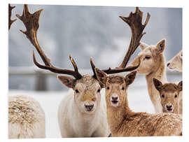 Foam board print White Fallow Deer in the Snow