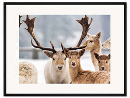 Gerahmter Kunstdruck Weißes Damwild im Schnee