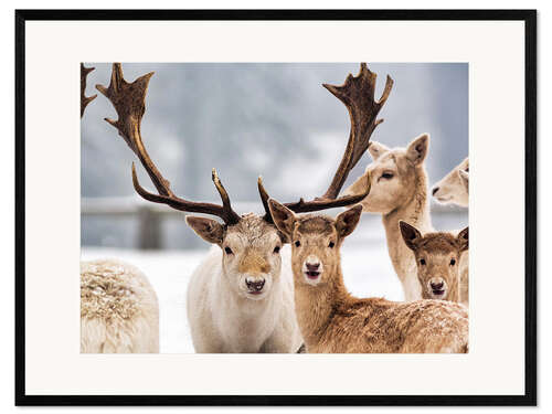 Framed art print White Fallow Deer in the Snow