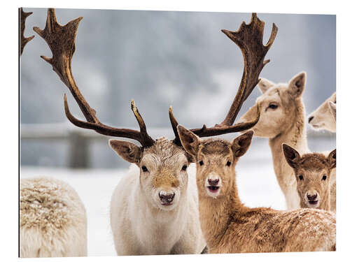 Quadro em plexi-alumínio White Fallow Deer in the Snow