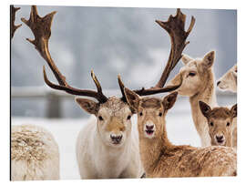 Magnettafel Weißes Damwild im Schnee