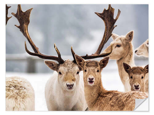 Naklejka na ścianę White Fallow Deer in the Snow