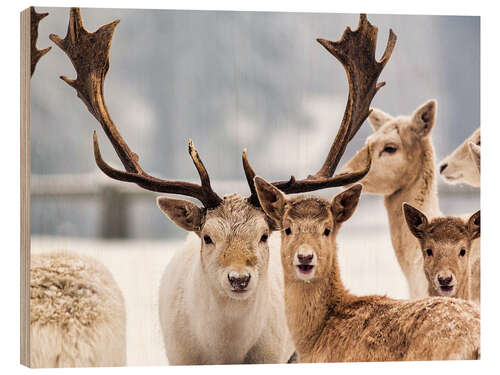 Wood print White Fallow Deer in the Snow