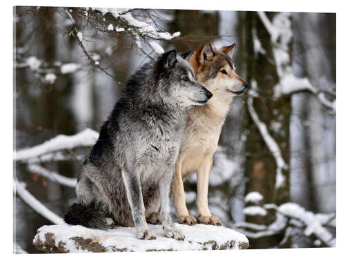 Acrylic print Male and Female Lead Wolf (Canis lupus lycaon)