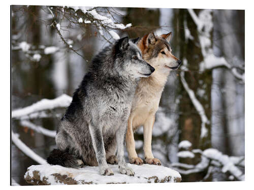 Aluminiumsbilde Male and Female Lead Wolf (Canis lupus lycaon)